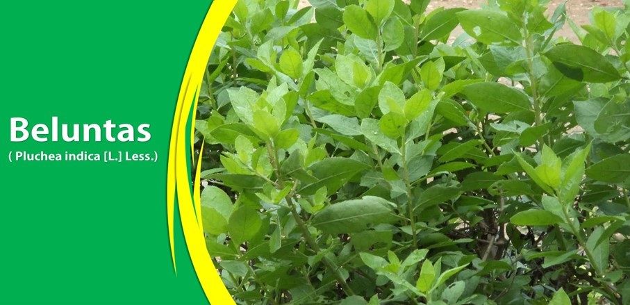 Beluntas Daun Peghilang Bau Badan Beluntas Daun Peghilang Bau Badan